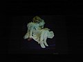 IMG_4732.JPG